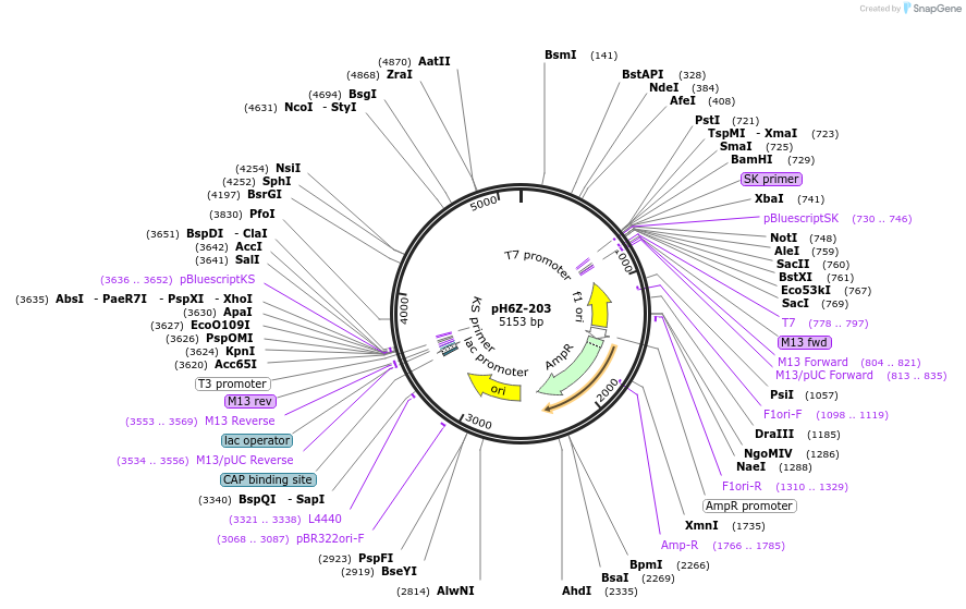 85233-plasmid-map-sequence-id-172623