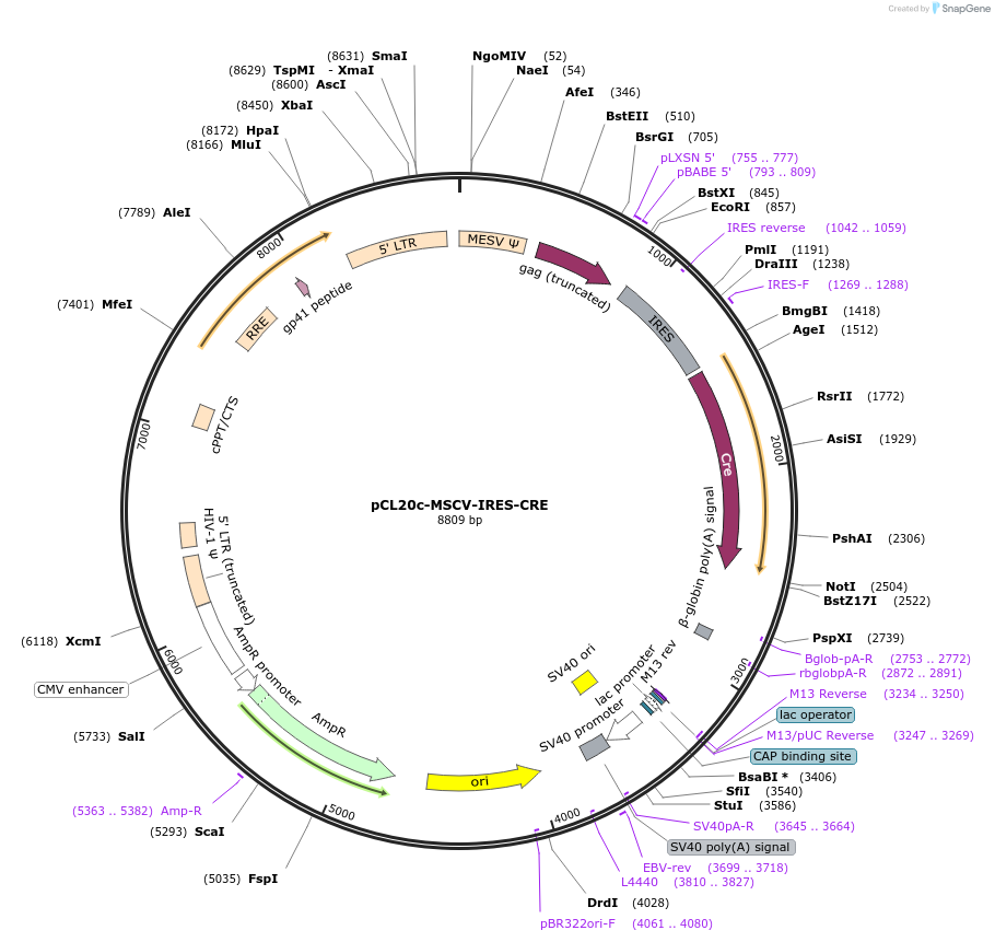 86794-plasmid-map-sequence-id-172624