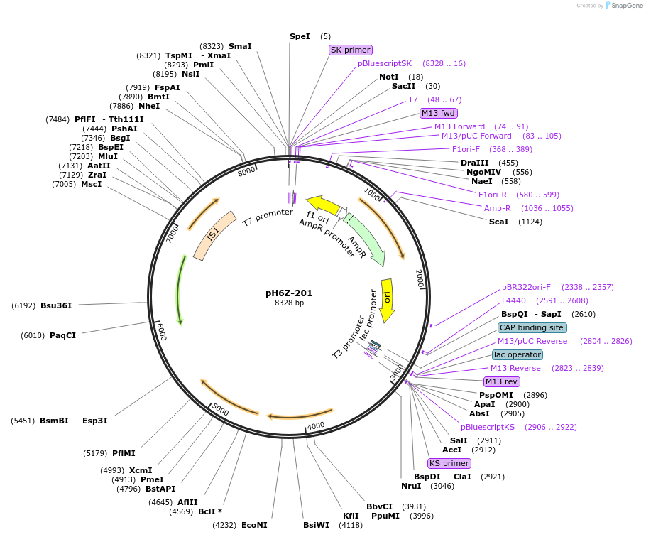85231-plasmid-map-sequence-id-172625