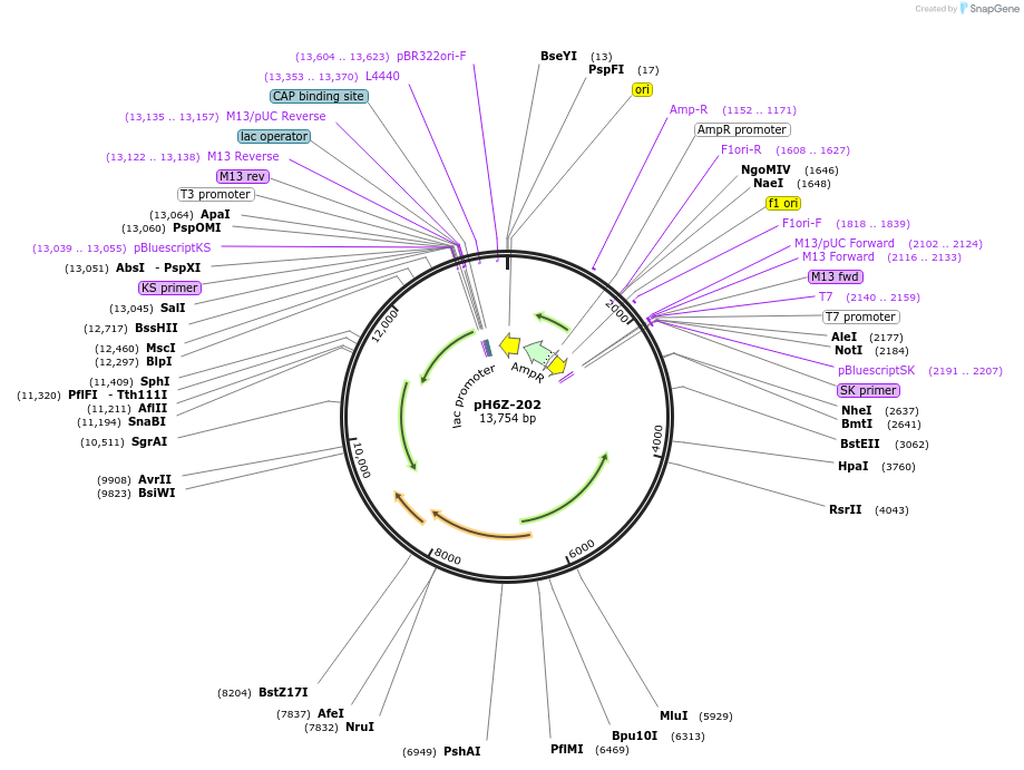 85232-plasmid-map-sequence-id-172627