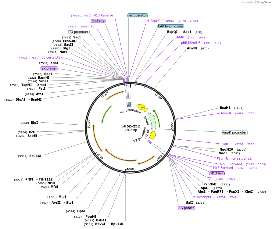 85238-plasmid-map-sequence-id-172633