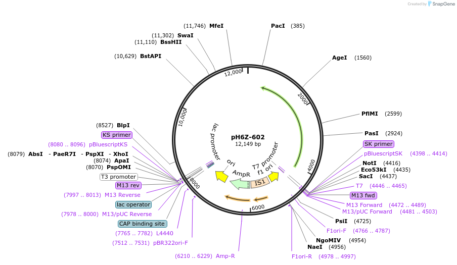 85241-plasmid-map-sequence-id-172636
