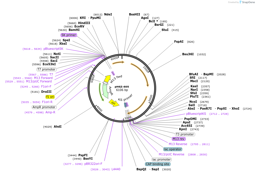 85244-plasmid-map-sequence-id-172638