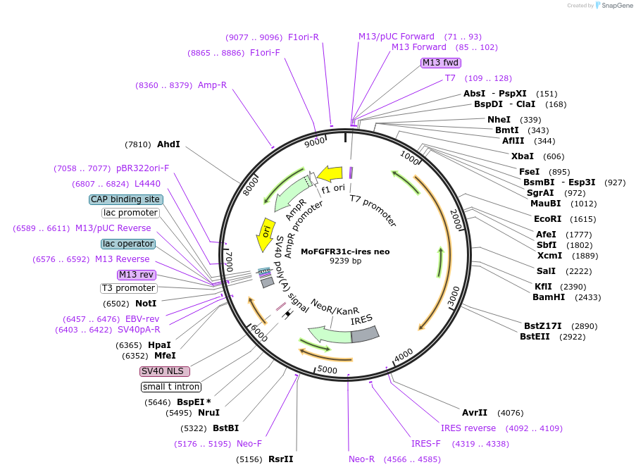 86496-plasmid-map-sequence-id-172640