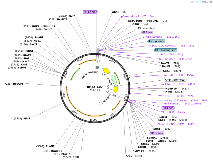 85246-plasmid-map-sequence-id-172641