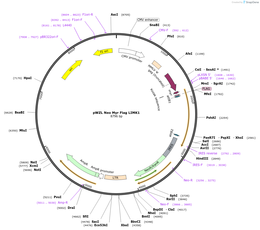 20512-plasmid-map-sequence-id-172643