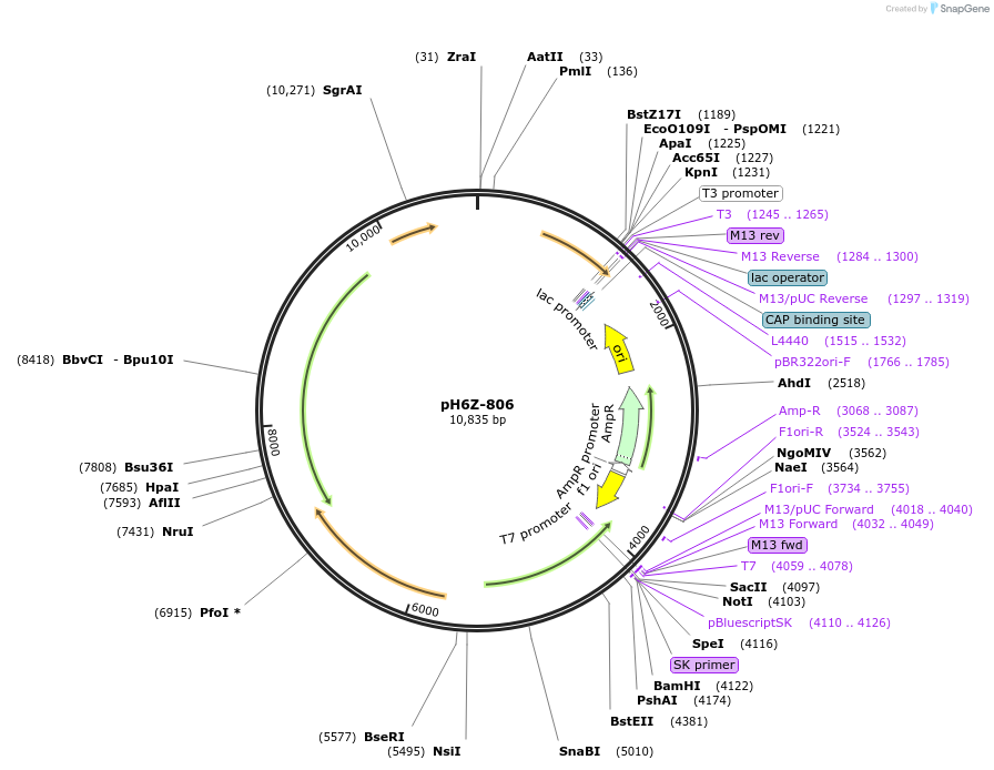 85255-plasmid-map-sequence-id-172648