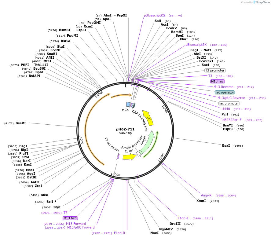 85253-plasmid-map-sequence-id-172650