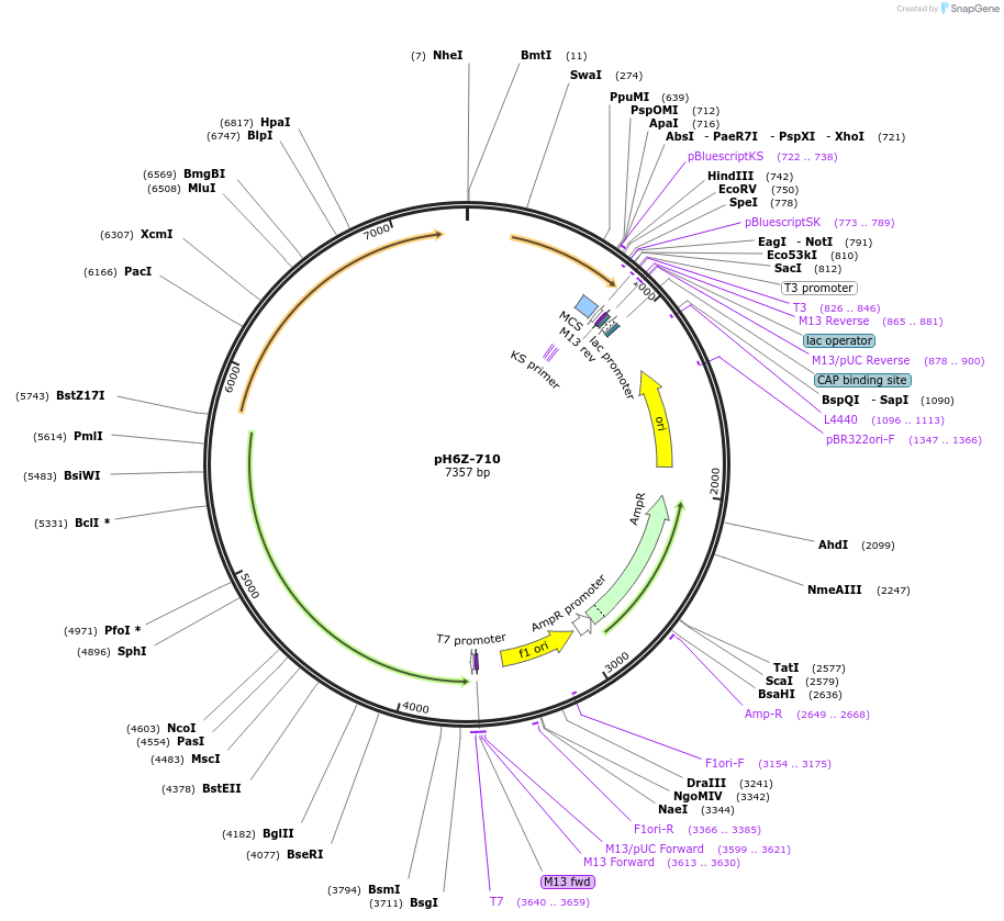 85252-plasmid-map-sequence-id-172651