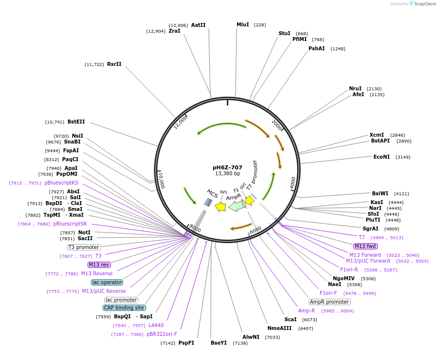 85249-plasmid-map-sequence-id-172656