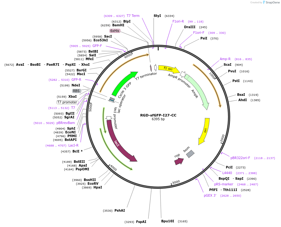 85392-plasmid-map-sequence-id-172694