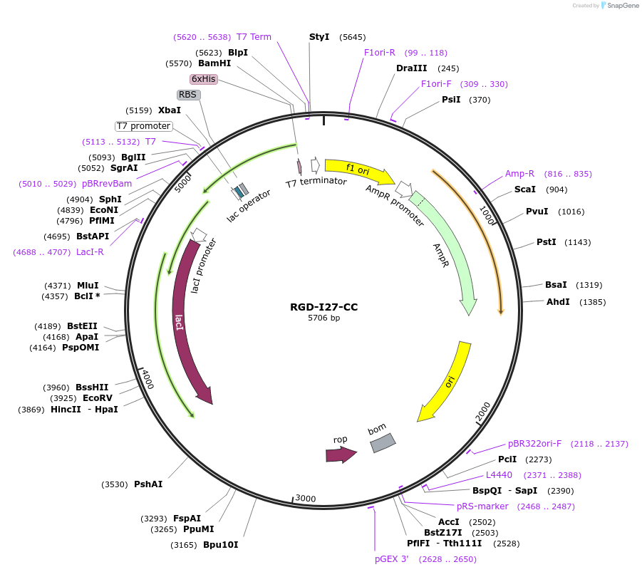 85393-plasmid-map-sequence-id-172696