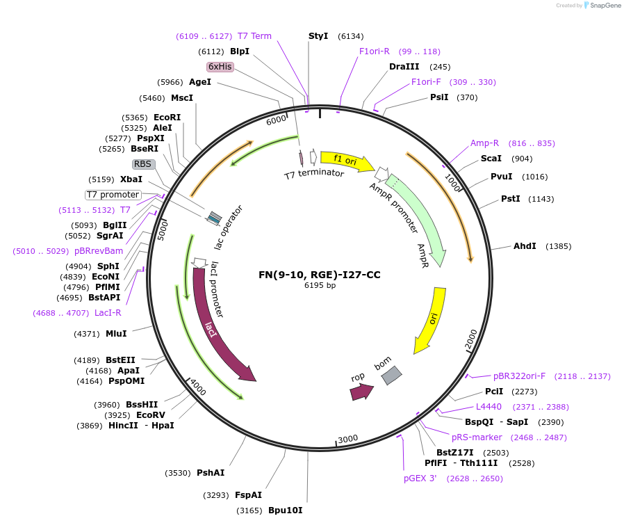85396-plasmid-map-sequence-id-172700