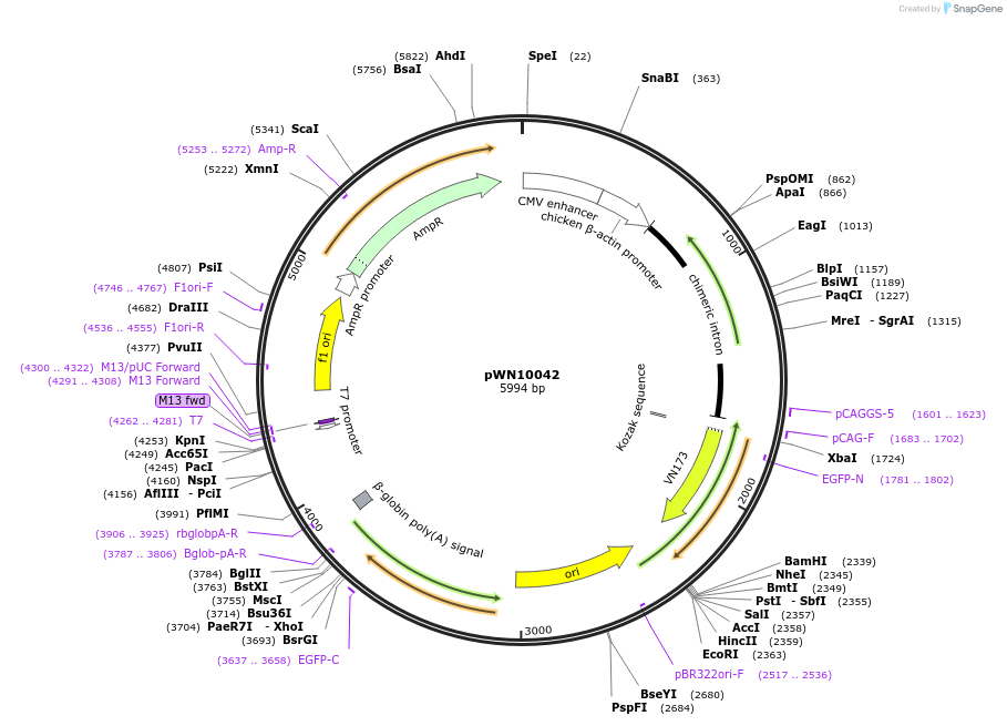 89052-plasmid-map-sequence-id-172702