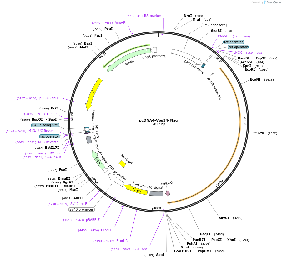 24398-plasmid-map-sequence-id-172731