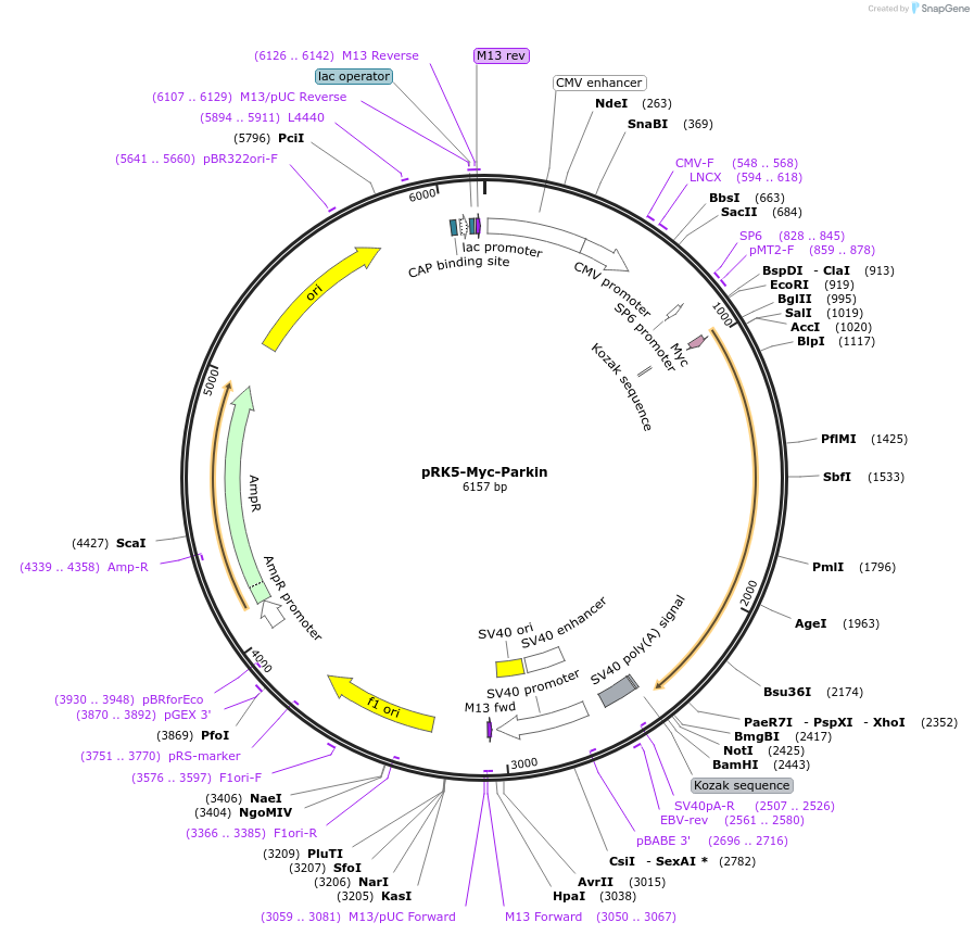 17612-plasmid-map-sequence-id-172733