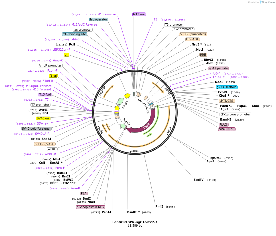 86130-plasmid-map-sequence-id-172748