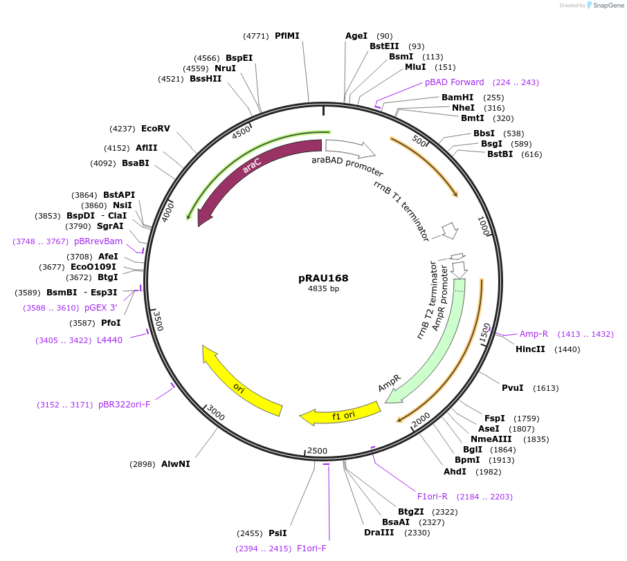 86834-plasmid-map-sequence-id-172847