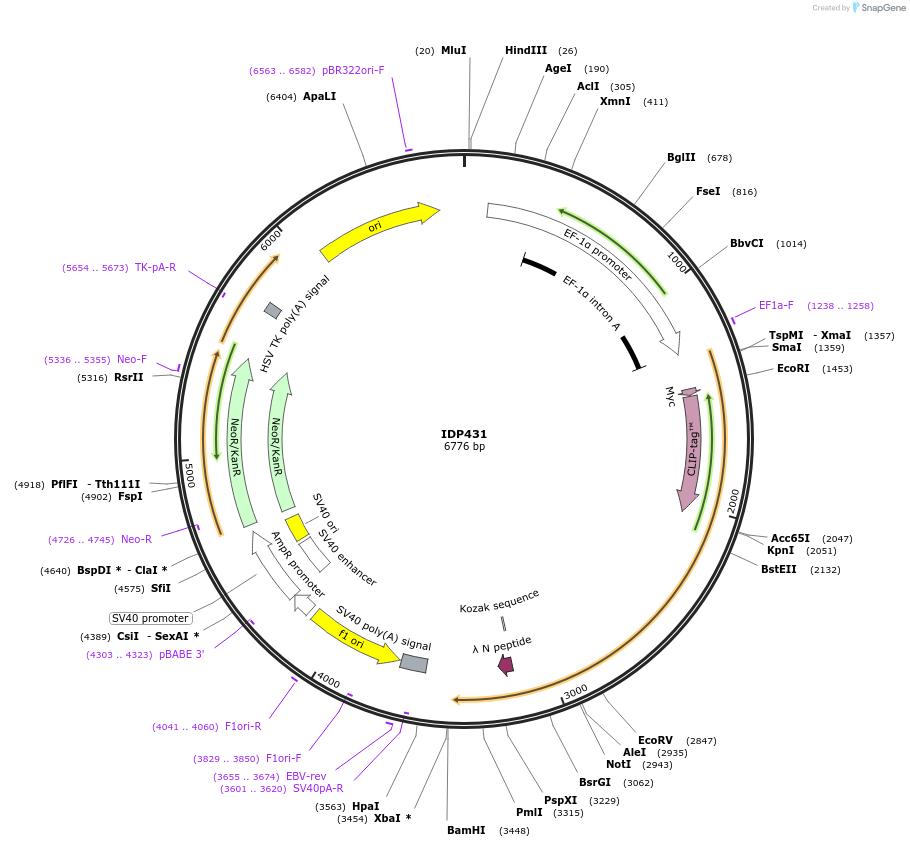 86999-plasmid-map-sequence-id-172848