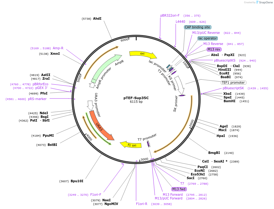 1202-plasmid-map-sequence-id-172870