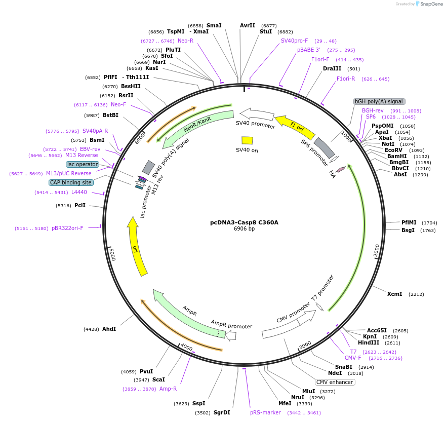 11818-plasmid-map-sequence-id-172881
