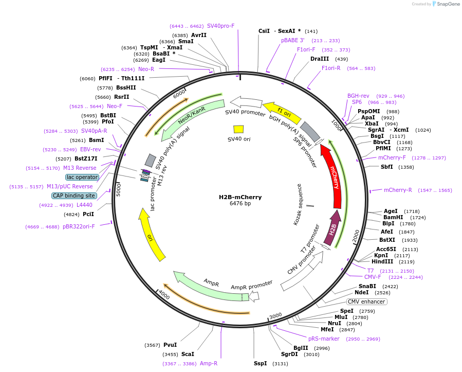 20972-plasmid-map-sequence-id-172896