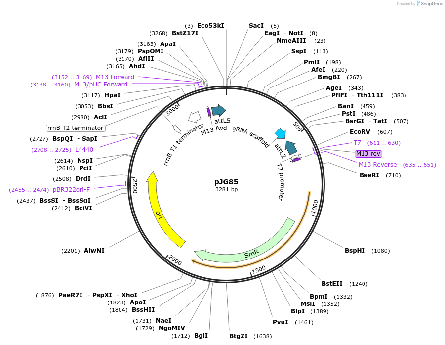 89281-plasmid-map-sequence-id-172939