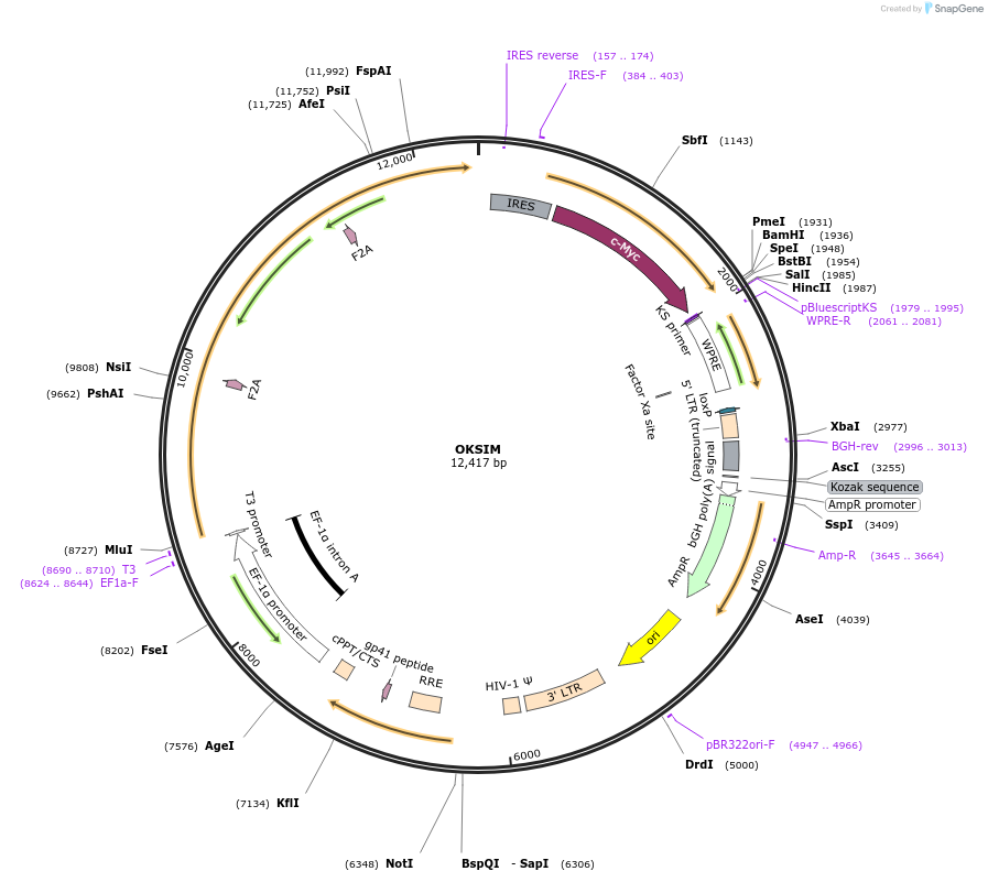 24603-plasmid-map-sequence-id-172960