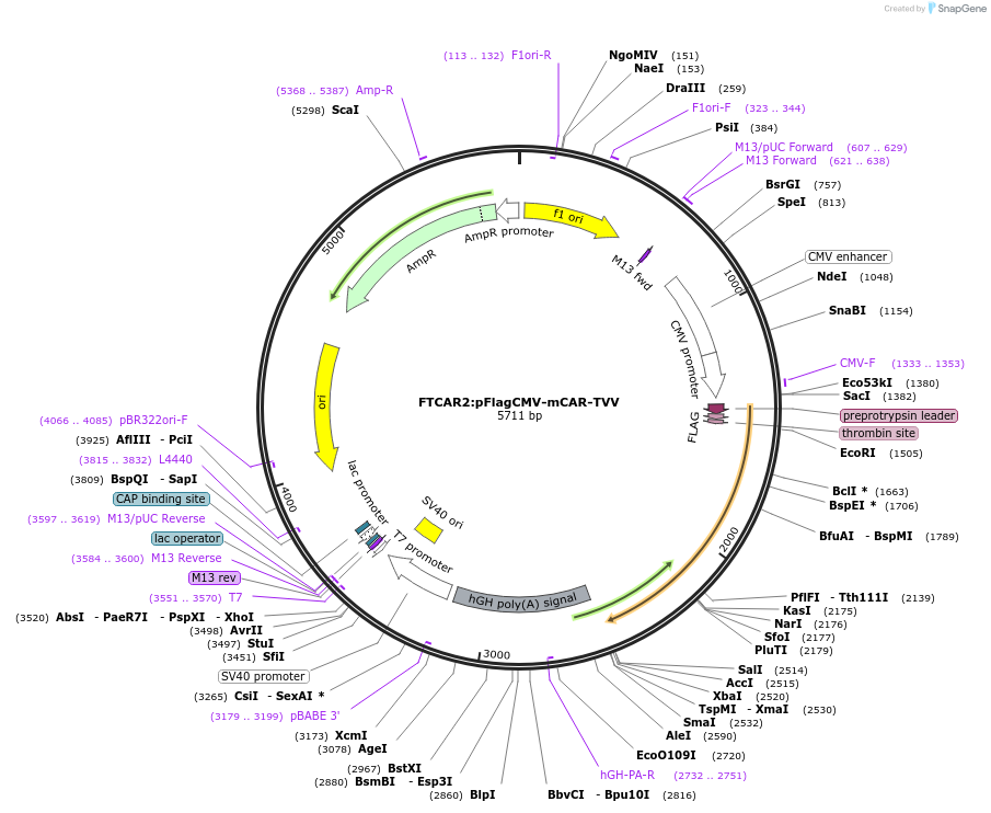87239-plasmid-map-sequence-id-172989