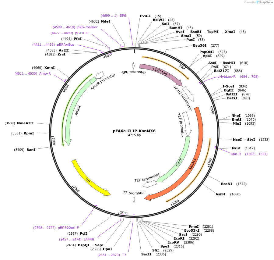 87025-plasmid-map-sequence-id-172996