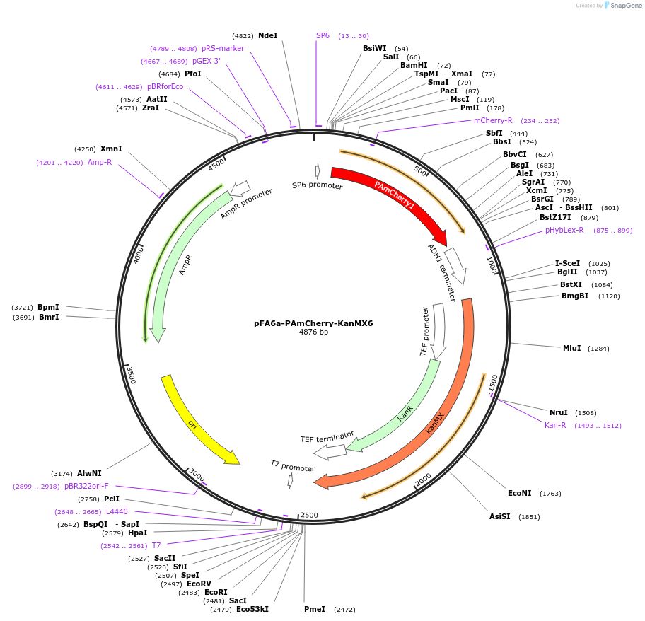 87026-plasmid-map-sequence-id-172997
