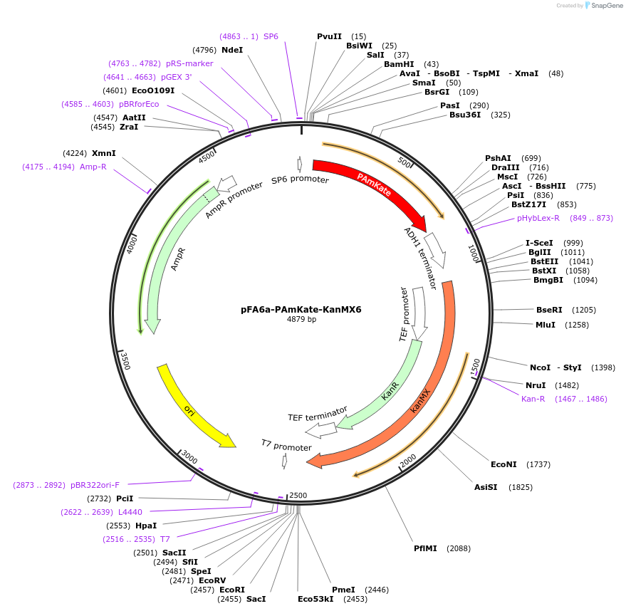 87028-plasmid-map-sequence-id-172999
