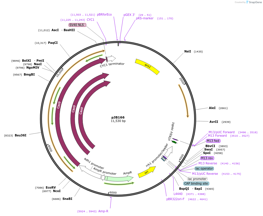 86998-plasmid-map-sequence-id-173004