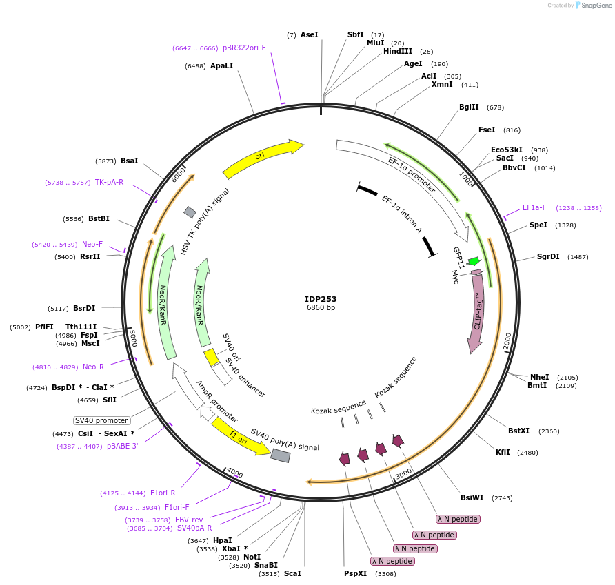 87003-plasmid-map-sequence-id-173030
