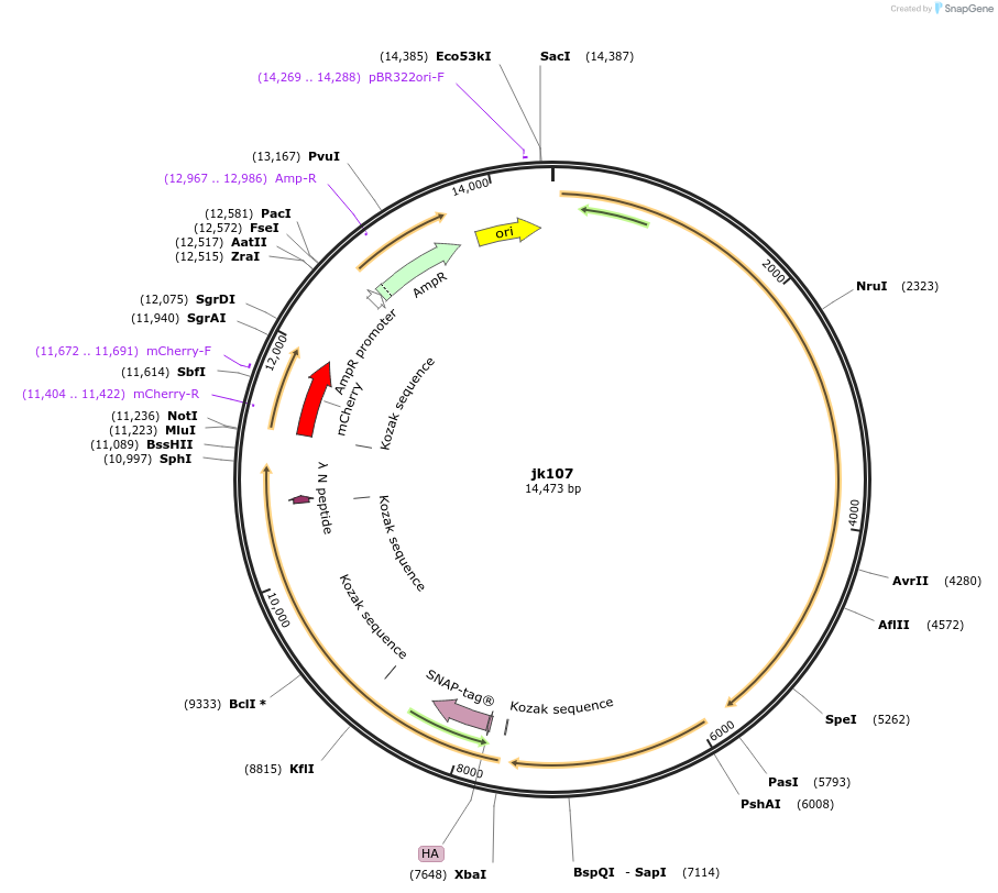 87007-plasmid-map-sequence-id-173032