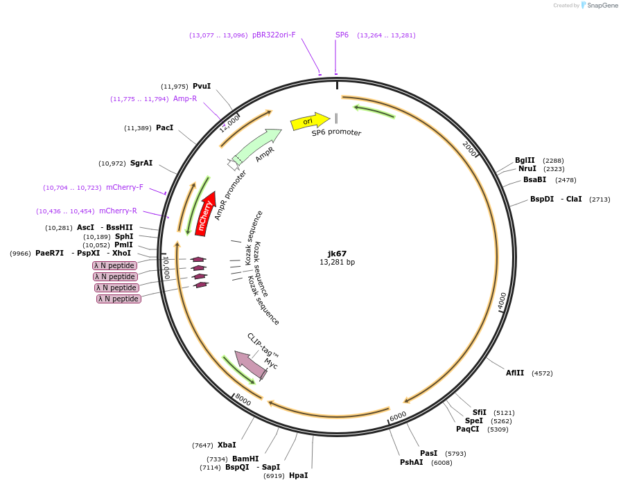 87013-plasmid-map-sequence-id-173036