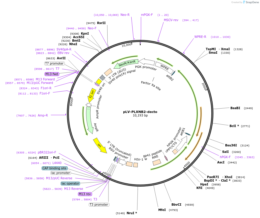 86238-plasmid-map-sequence-id-173037