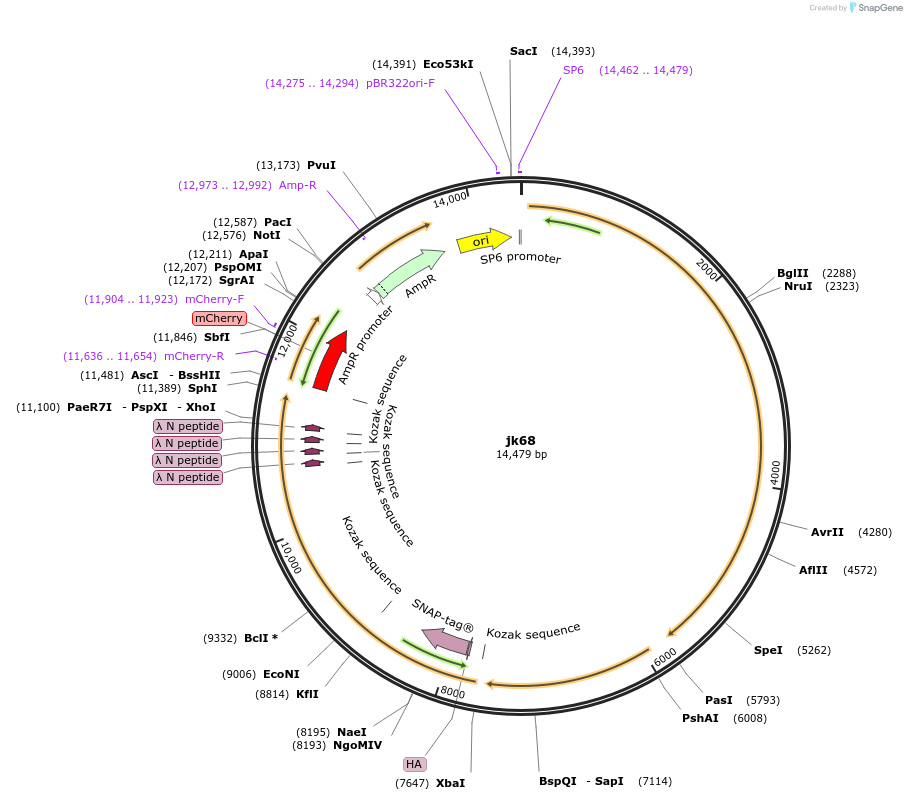 87020-plasmid-map-sequence-id-173038