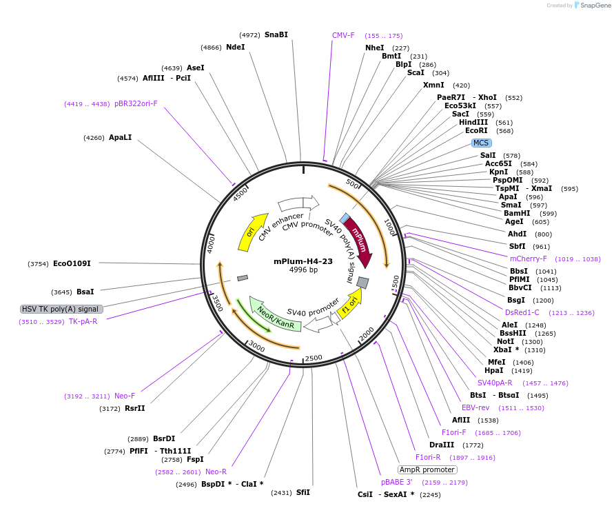 55979-plasmid-map-sequence-id-173040