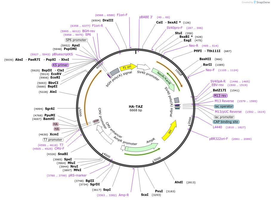 32839-plasmid-map-sequence-id-173047