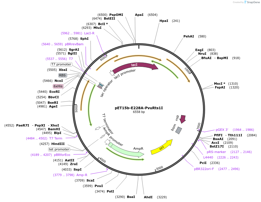 86896-plasmid-map-sequence-id-173050
