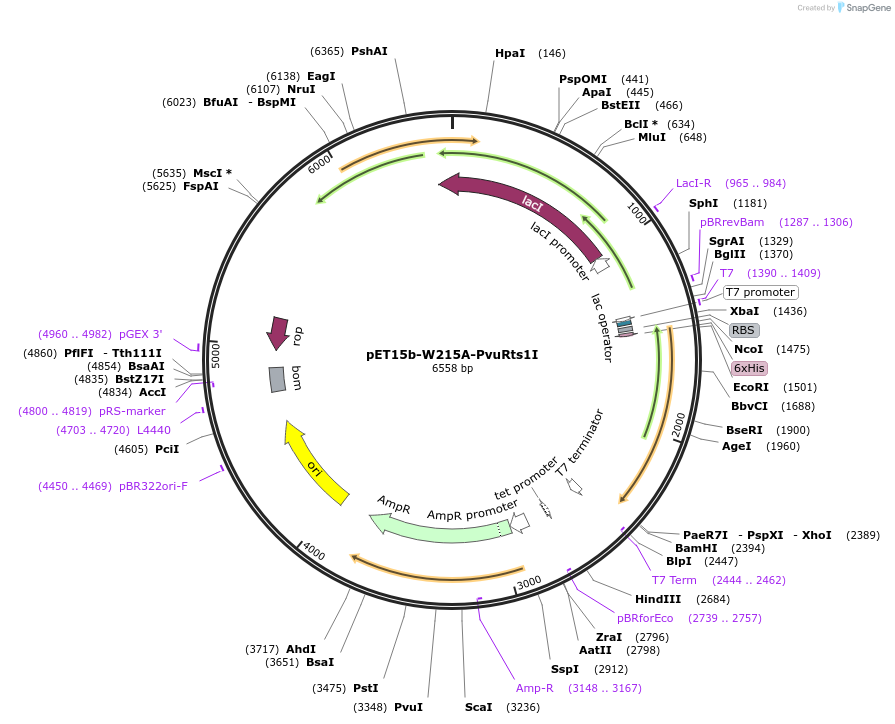 86898-plasmid-map-sequence-id-173051