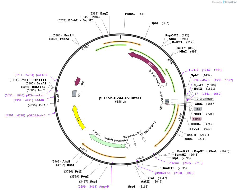 86894-plasmid-map-sequence-id-173052