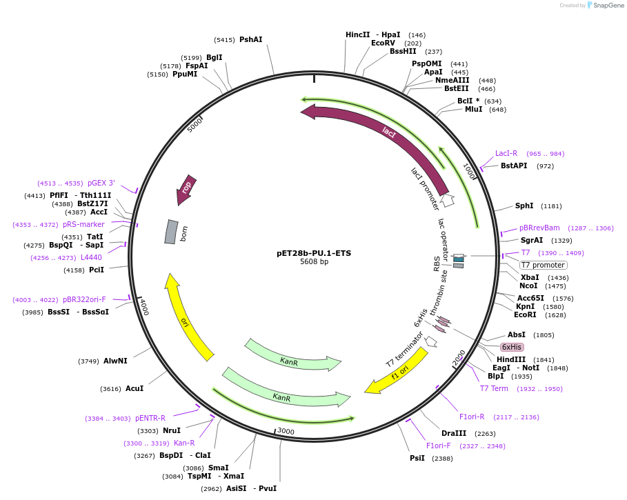 85734-plasmid-map-sequence-id-173056