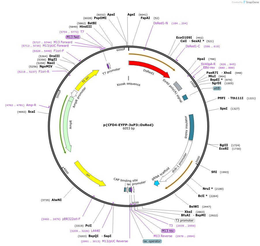 86863-plasmid-map-sequence-id-173057