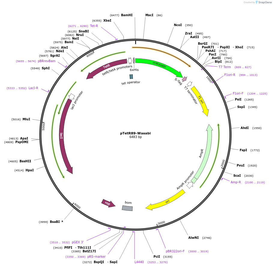 86104-plasmid-map-sequence-id-173059
