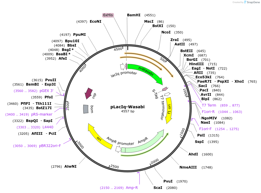 86112-plasmid-map-sequence-id-173064