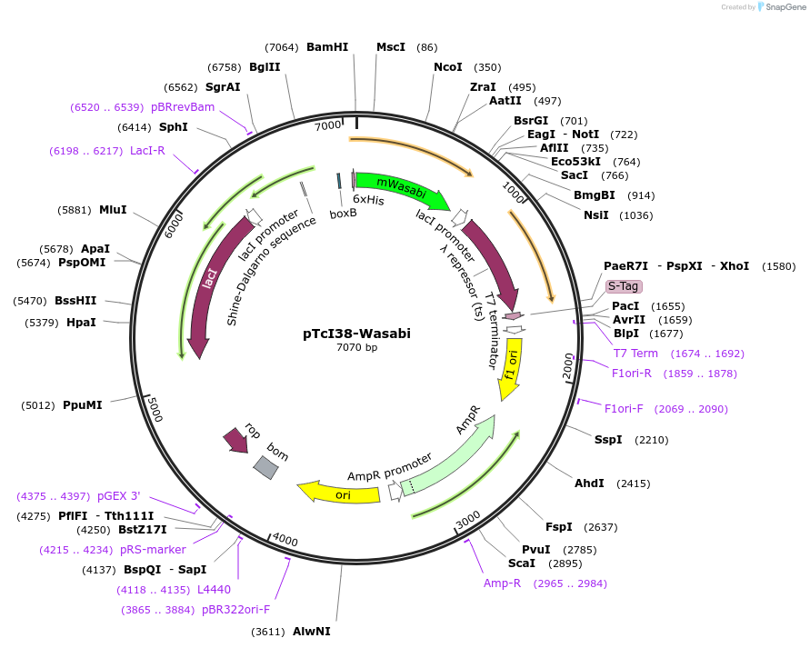 86117-plasmid-map-sequence-id-173065