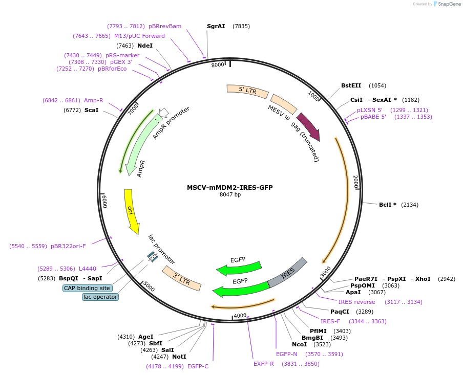 66954-plasmid-map-sequence-id-173086