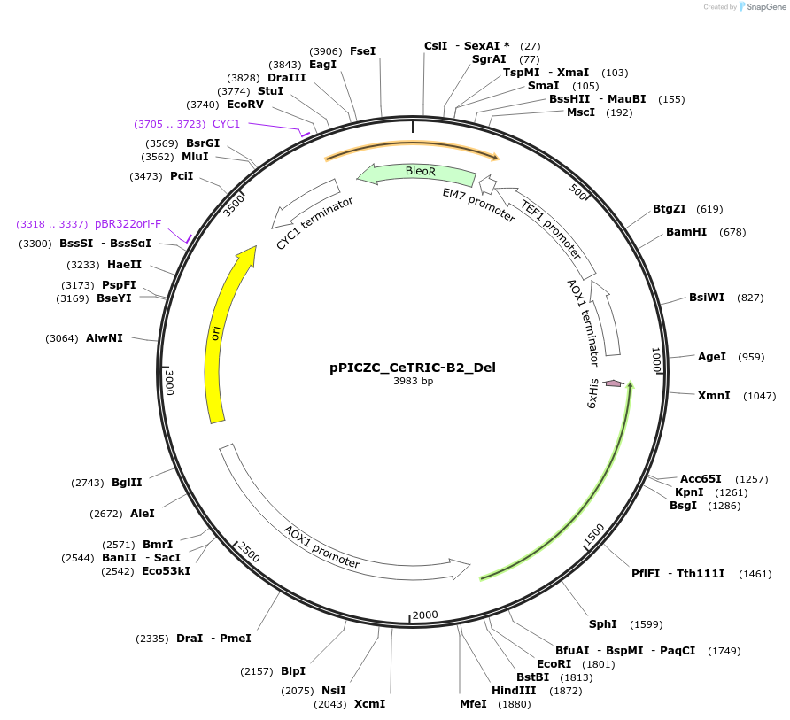 87345-plasmid-map-sequence-id-173094